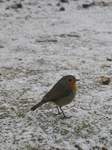 15747 Robin in the snow.jpg